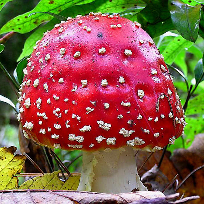 The real toadstool behind the fairy tale, photographed growing in a forest near Wellington, New Zealand