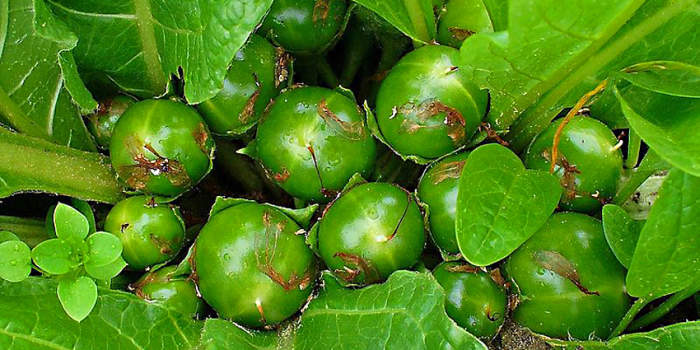 Unripe fruits nestle amongst the leaves of Mandrake - a plant of greater mythology than almost any other - except maybe the Mayflower featured below