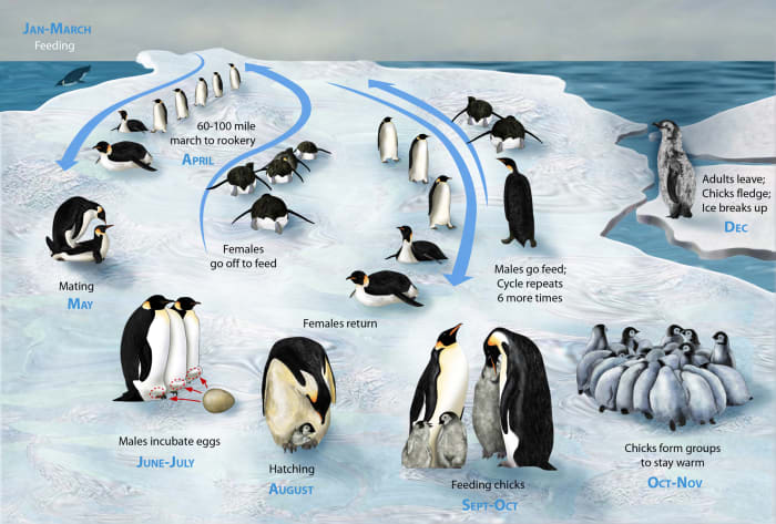 Check out the Emperor Penguin's life cycle! They are the only penguin that stays in Antarctica year round.