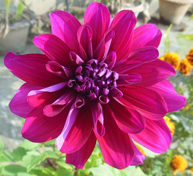 The Dahlia was declared the national flower of Mexico
