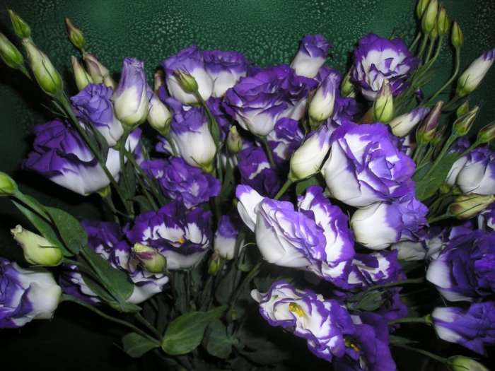 This delicate beauty is trumpet shaped, it comes in white, purple, cream, pink, lilac and bi-coloured flowers often mistaken for a peony or rose. Also called praire gentians or Texas bluebells.