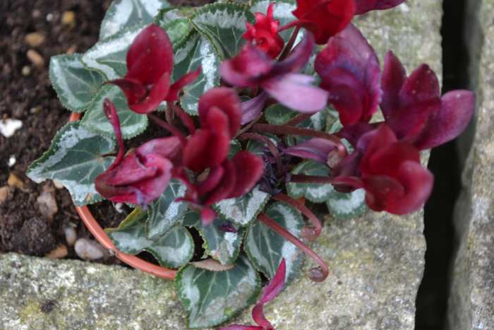 Cyclamen hederifolium and cyclamen purpurascens bloom in summer and autumn. Cyclamen persicum and coum bloom in winter and cyclamen repandum bloom in spring
