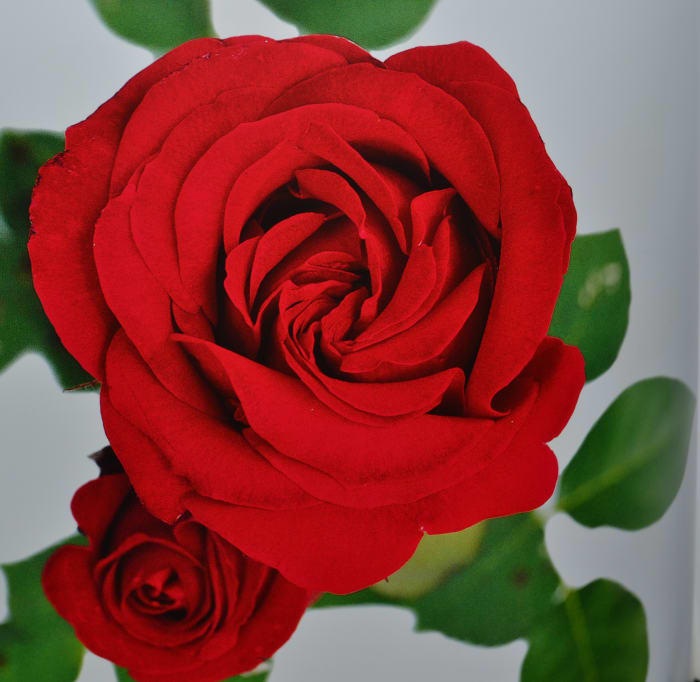 This classic bloom, was selected as "world favourite rose" in 2000 by the World Federation of Rose Society and is listed in the rose hall of fame.The hybrid tea rose "INGRID BERGMAN" named after the Swedish actress, is moderately fragrant.