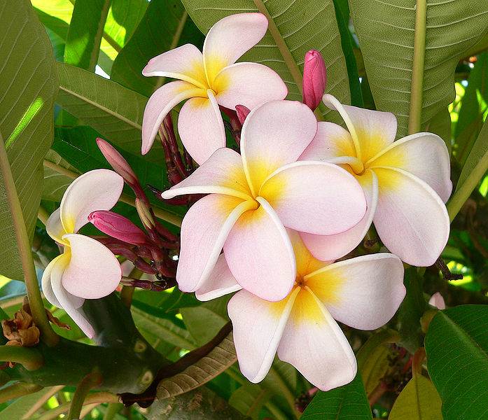 The Frangipani (plumeria) is totally tropical. The flowers of the Frangipani tree evokes the feel of the tropics like no other. .