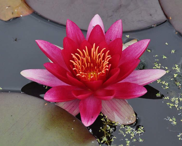 There are two types of water lilies. Hardy waterlily that only blooms in daylight, and the tropical water lily which blooms any time, night and day. French painter Claude Manet is said to have painted over 250 paintings of water lilies.
