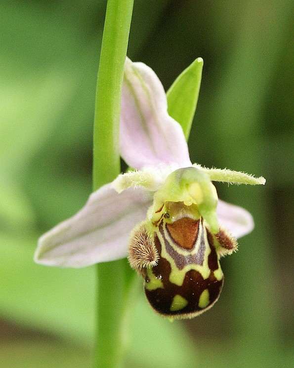 This Orchid, emit allomones that attracts certain species of bees, male bees have been observed attempting to copulate with the orchid.
