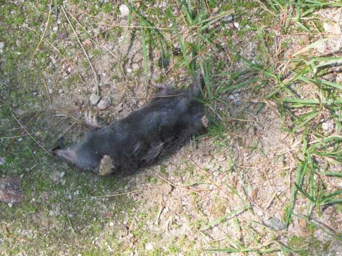 I found this fellow when I was out for a walk one day. I'm not sure what killed the little creature. Maybe it was a cat or old age or some sort of poison.