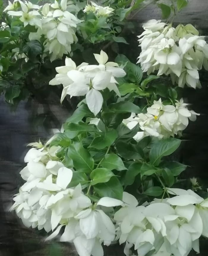 Doña Aurora: The white variation of Mussaenda philippica