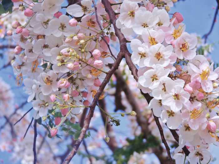 10 of the Most Beautiful Flowers in the Philippines HubPages