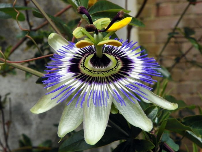 Passiflora moluccana
