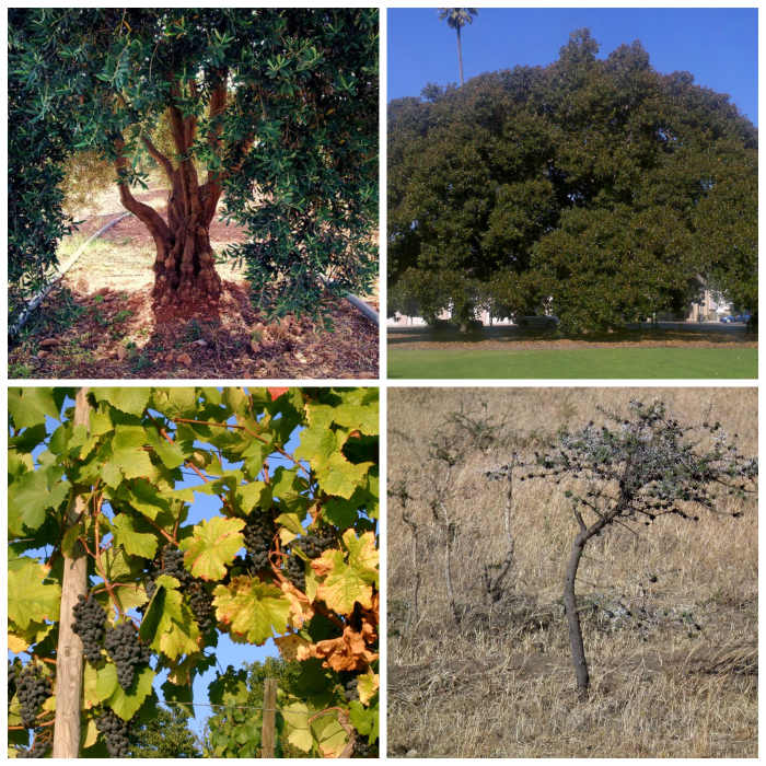 Olive tree Al-Chami, Fig tree Fettlemap, Grapevine? and thornbush by Neut Dilma