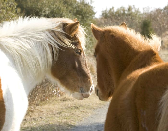 Horses are very social animals