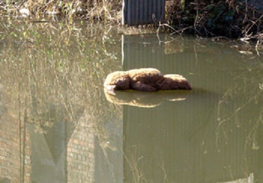 Who murdered the teddy bear? What heartless person left him to drown? I don't believe the murderer was ever found.