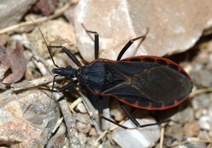 Kissing bugs may be beneficial to gardens but they have been known to carry harmful diseases that can infect humans who get bitten by them.