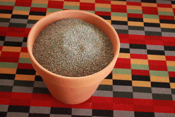 It is important to use a clay pot and cheap cat litter to support the base of the head. Plastic pots and lightweight cat litter aren't heavy enough.