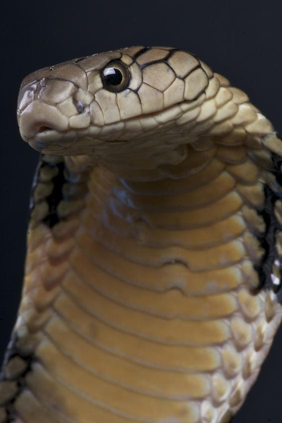 China, Venomous Snakes in Bejing, Hong Kong, Shanghai, and Rural Areas