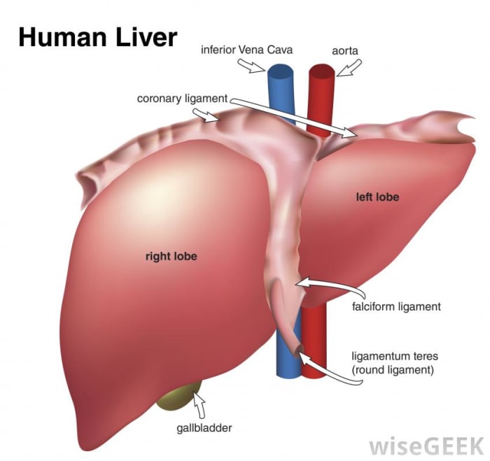 The Pathology Of The Liver Hubpages