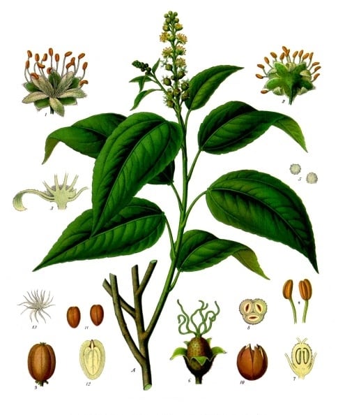 The Jamalgota Plant