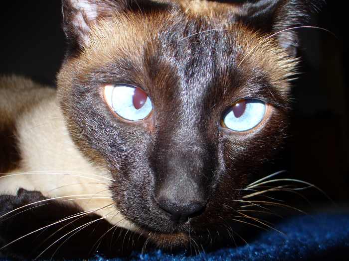 Many Siamese cats are cross-eyed but this does not affect their health. In fact Siamese are generally long lived - up to twenty years.