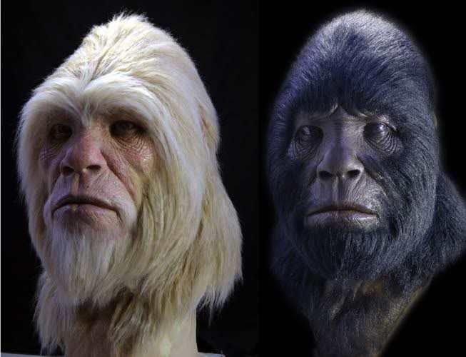 I was unable to trace this source but feel this may give the reader a good idea that the Sasquatch has more human traits than primate.