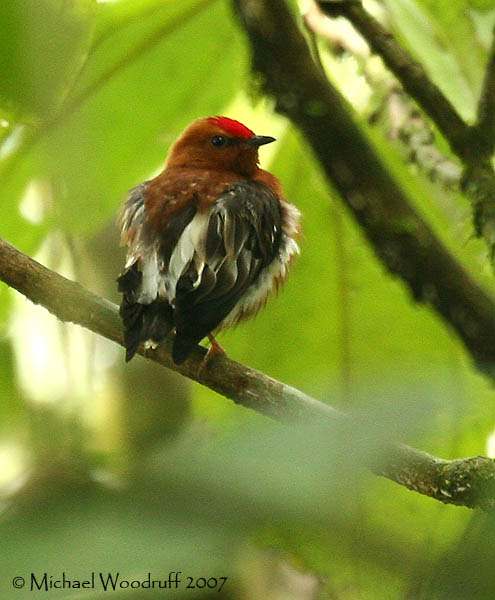 10-unusual-facts-about-birds
