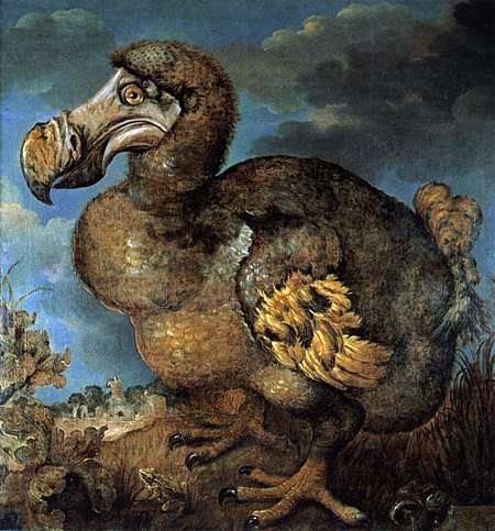 Around three feet tall and flightless, monkeys, cats and rats introduced into its habitat by man killed off the dodo.