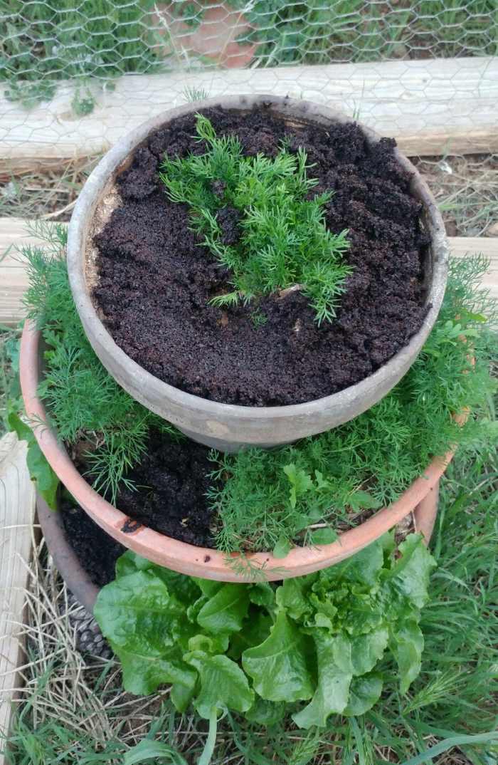 Coffee Grounds can be used for potted plants, and can simply be placed on top of the soil. Some gardeners are concerned that the grounds will inhibit water flow in the garden. Simply mix the grounds with the mulch layer if water is not soaking in.