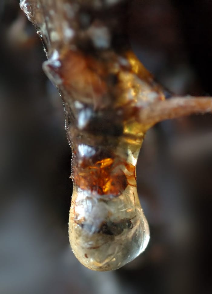 This image shows resin with an insect