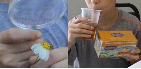 Examining a Spanish needle composite flower and trying chamomile tea, which is made from a composite flower