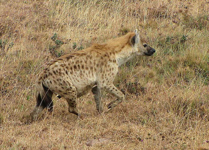 The hyena - has very strong jaws. 75% of hyenas deaths is due to being killed by lions. Image Credit: D. Gordon E. Robertson, Wikimedia commons