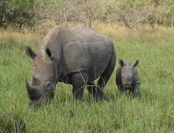 White Rhinoceros - a member of big 5 animals. very difficult to hunt. Image Credit: Princess.Tilly, Wikimedia commons
