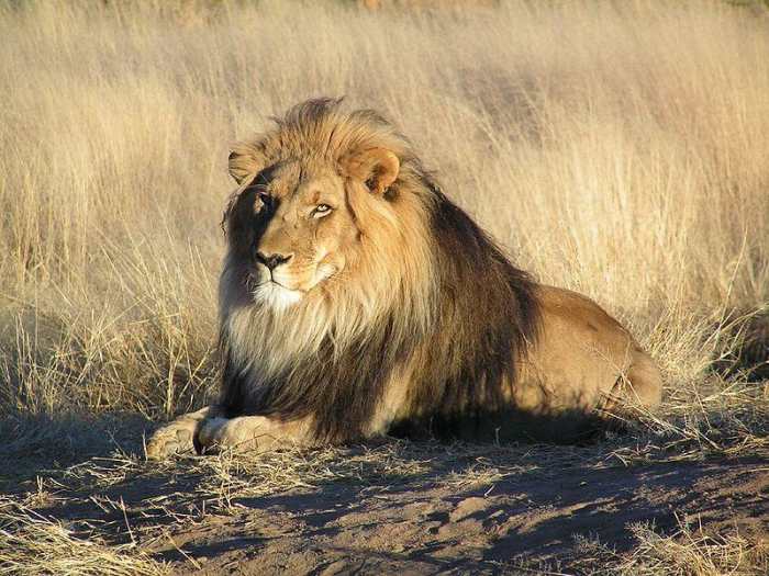 Male Lion showing manes - one of the big 5 animals that is the most dangerous.Image credit: yaaaay , Wikimedia commons
