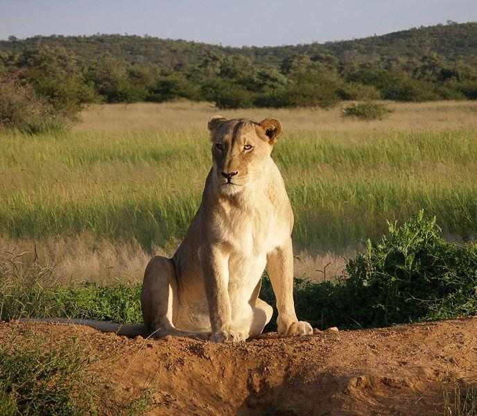 Lioness - she has no manes. She does most of the work in a pride. Image credit: Falense , Wikimedia commons