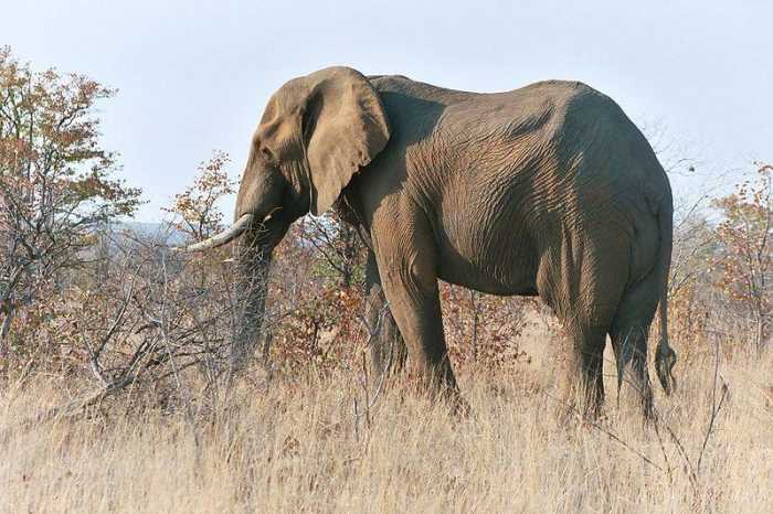 African Elephant - classified as one of the big 5 animals based on the difficulty in it. Image Credit: Rob Hooft, Wikimedia commons