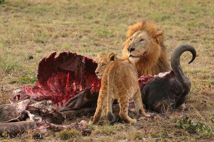 Lions Feeding - The Lions can feed on Masai cattle as well. Image credit: http://www.galuzzi.it, Wikimedia commons