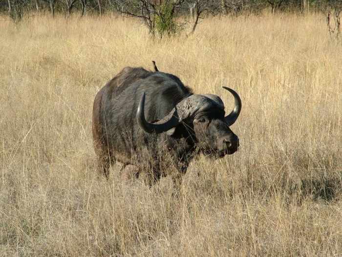 African Buffallo - one of the biggest killer of humans. A member of the big 5 game. Image Credit: Mabula Game Reserve, Wikimedia commons