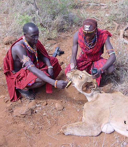 The Battle may have been lost. Killing a lion may earn you ten years in jail regardless of how many cattle you have lost to lions.