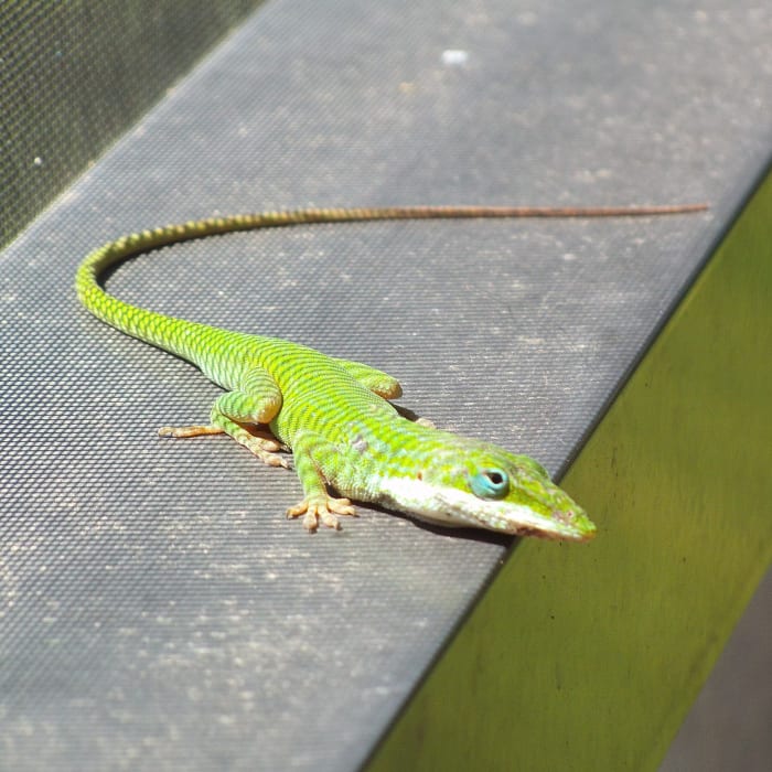 You might ask about the stripes on this lizard, but it isn't a tiger-lizard. Those are the from the pattern of the screen making shadows on the reptile.