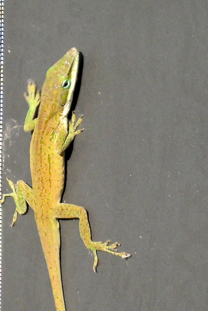 You still see remnants of the green coloring but within a few more seconds, it will be all brown.