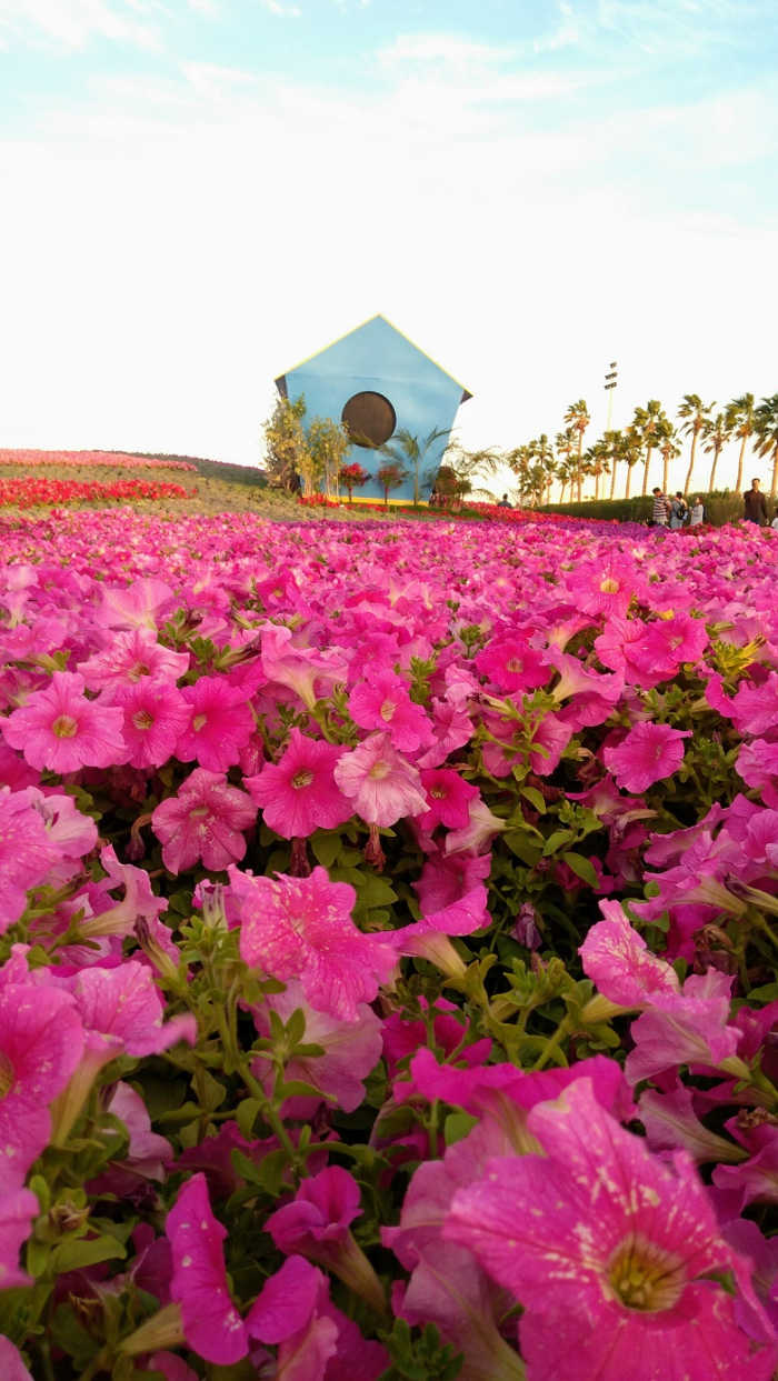 Color It Pink. An explosion of pink Petunia is one of the crowd favorites. #YanbuFlowersFestival2019