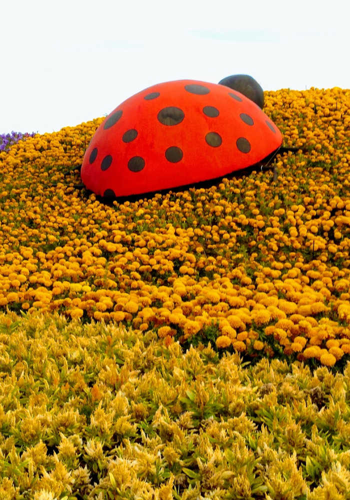 The Lady Bug. A huge Lady Bug looks like enjoying her way up to one of the colorful flower hills. #YanbuFlowersFestival2019