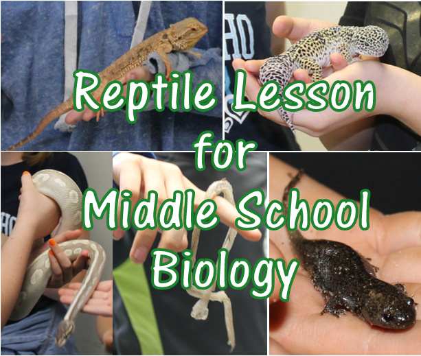 Do i need a license to breed reptiles image