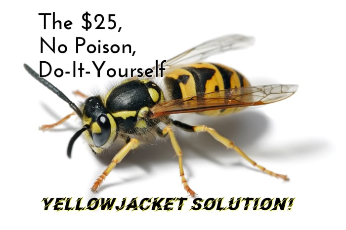 Yellowjacket wasps sting fiercely and build nests in the ground. It can be both expensive and dangerous to get rid of them!
