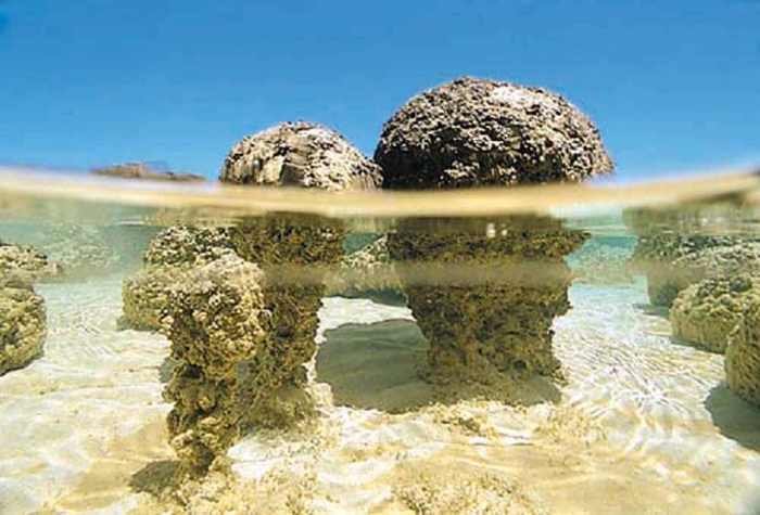 The stromatolites forming today in the shallow waters of Shark Bay, Australia are built by colonies of microbes. Credit: University of Wisconsin-Madison