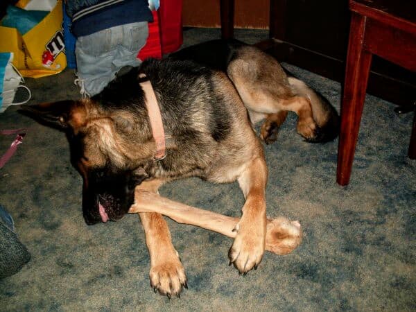 Shanks are a good indoor treat for your dog, as they are less messy than many parts. You may have to sweep up bone chips, but that's it.