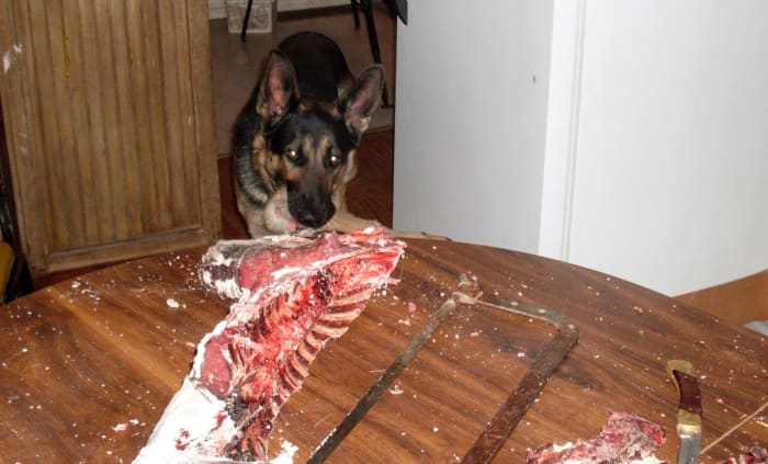 Steaks along the spine/ribcage are good for people. Cut between each rib, to avoid having to cut through bone. Or debone first, especially if there is a risk of Chronic Wasting Disease.