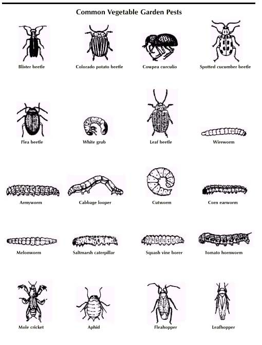 Wouldn't you like to send all the pests in your garden over to your neighbors yard or on down the road.