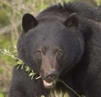 And to the bear he declared also "a stout heart and will. You will be the younger brother of the mountain lion and master of the west for your coat is dark like the night."