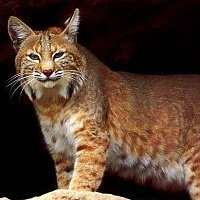 In a hunting directional set, the bobcat is the elder brother of the wolf and represents the southern direction, replacing the badger of the healing directional set.