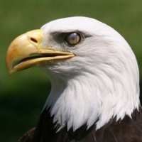 And to the eagle, "White cap (bald eagle), you are passing stout of heart and will. I will make you the younger brother of the Wolf and the guardian and master of the Upper regions. You fly without tiring and your coat is speckled like the clouds."